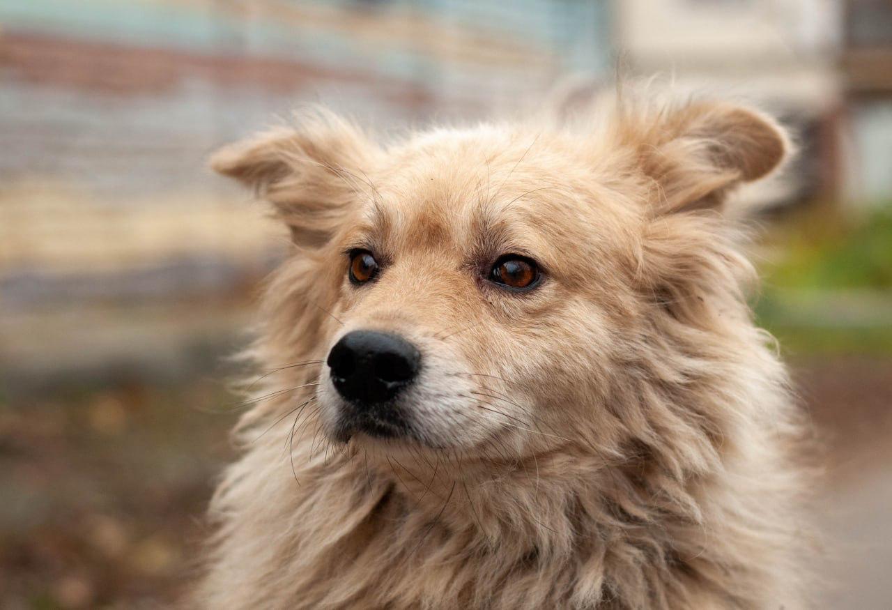 Chiens à adopter